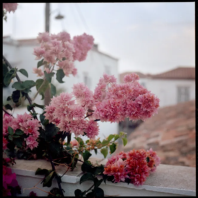 Clusters of pink flowers growing over a white ledge with blurred Mediterranean-style buildings in the background.