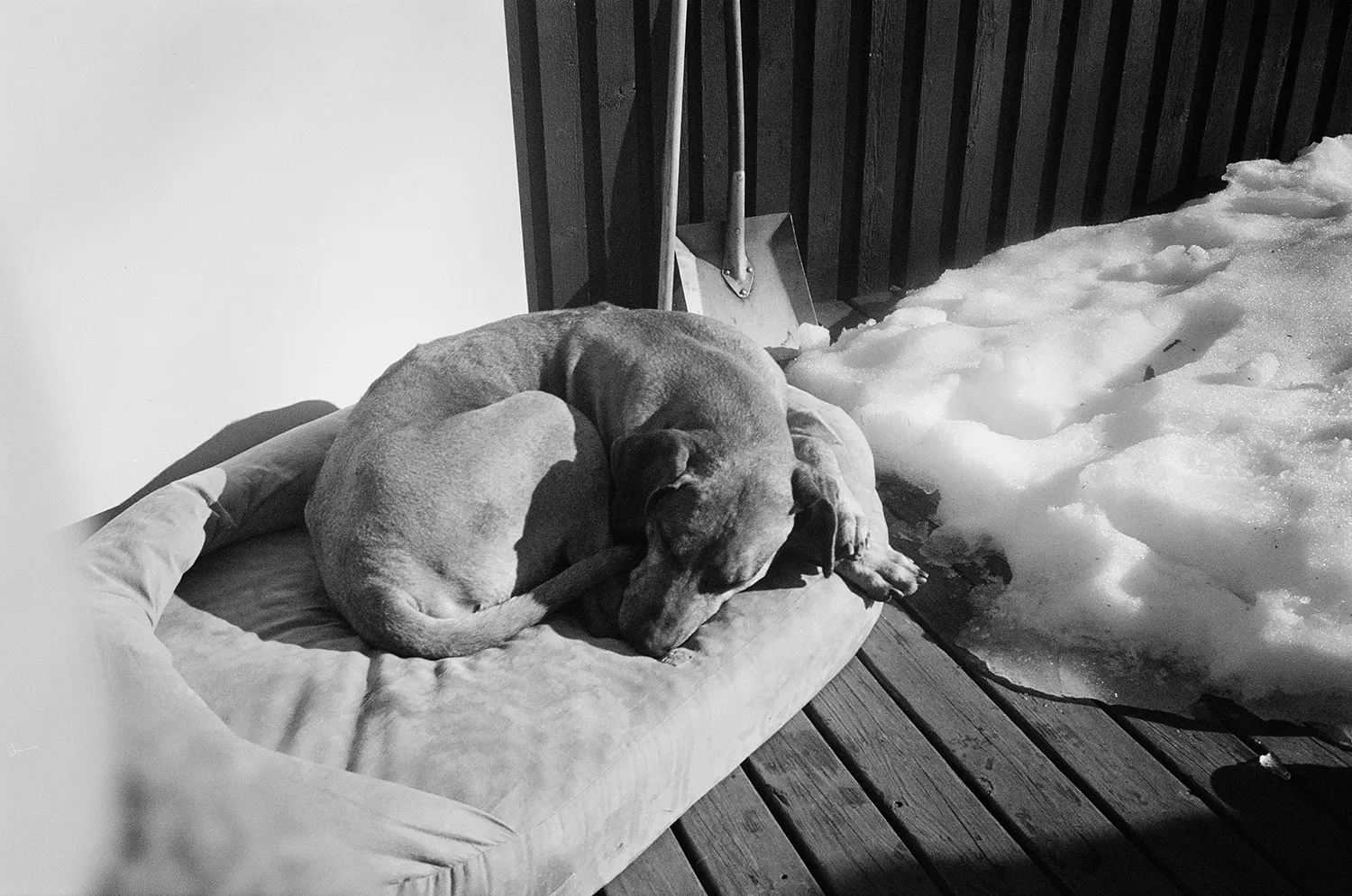 Dog curled up and sleeping on a dog bed placed on a wooden deck next to a patch of melting snow with a snow shovel leaning against a wall.