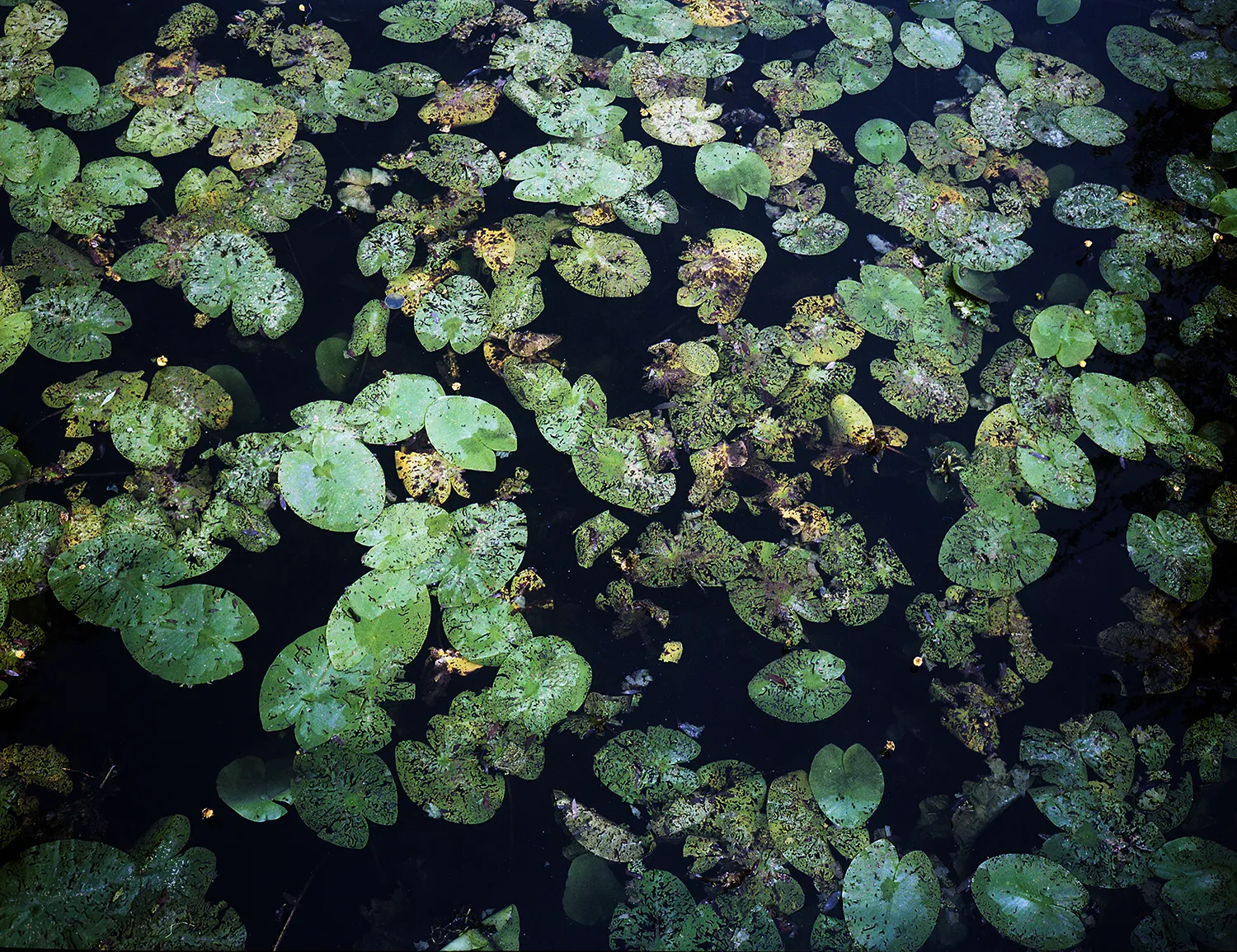 Green lily pads with black speckles floating on dark water.