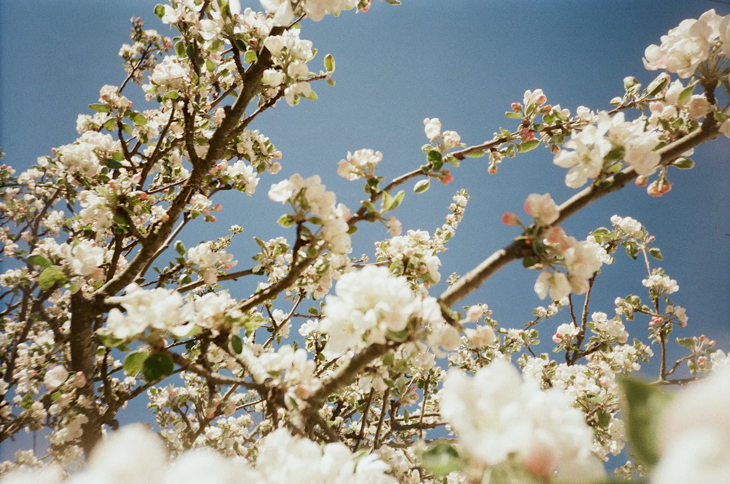 Branches of a tree covered with white blossoms against a clear blue sky.