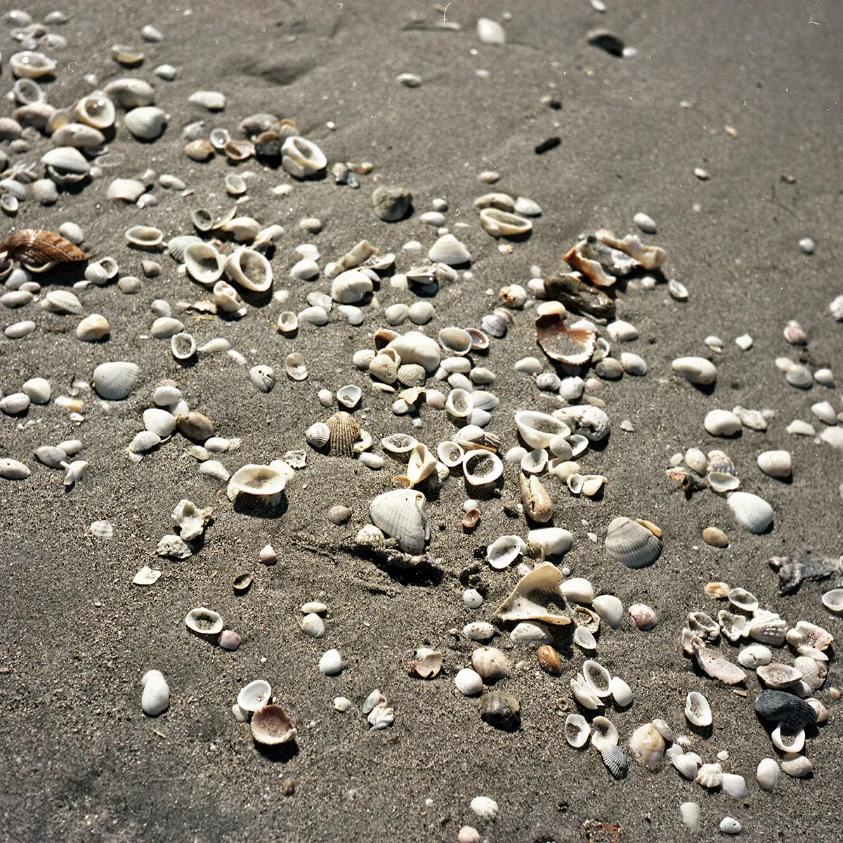 Variety of small seashells scattered on wet sandy beach.