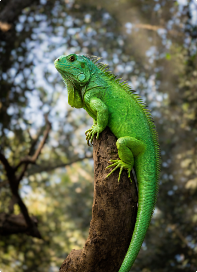 about lizzard jungle creatives