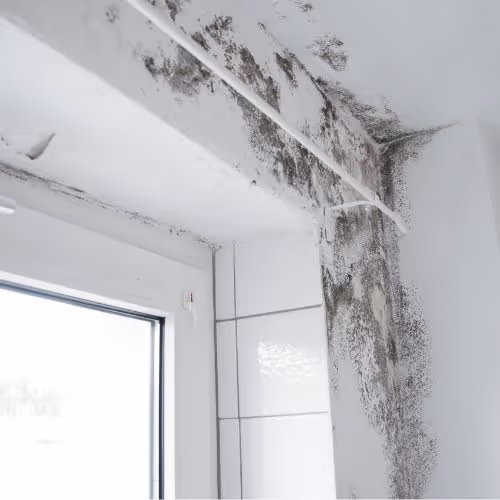 Corner of a room near a window with visible black mold growing on the ceiling and wall.
