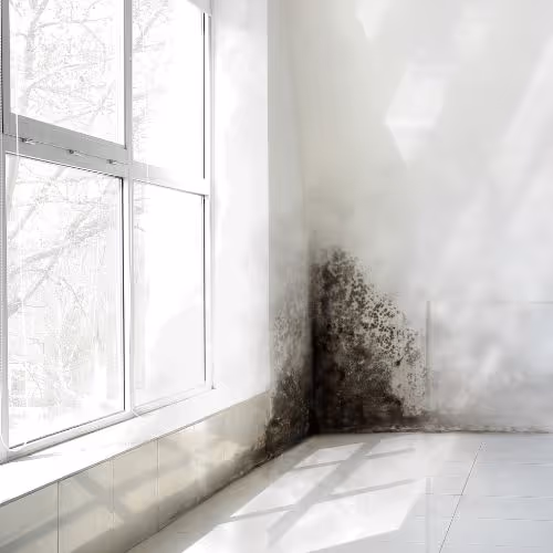 Corner of a white tiled room with a large window and black mold growing on the lower wall near the floor.