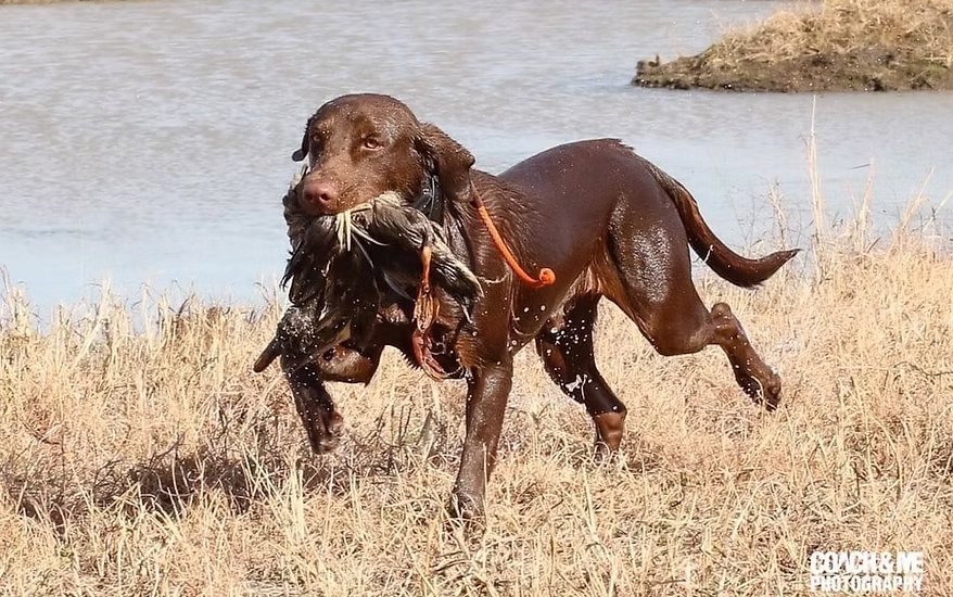 Chocolate Labrador retriever carrying a duck in its mouth while running in dry grass near water.