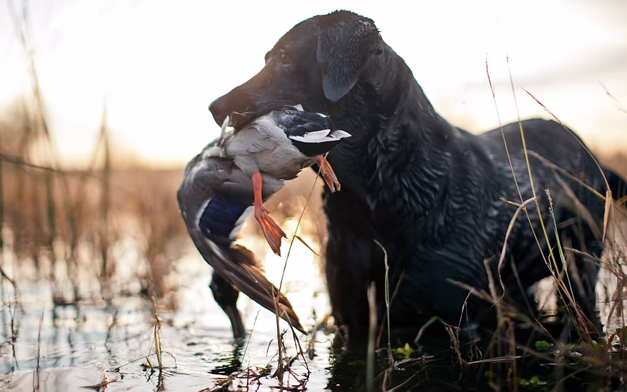 Black retriever dog holding a duck in its mouth in a shallow watery area with reeds.