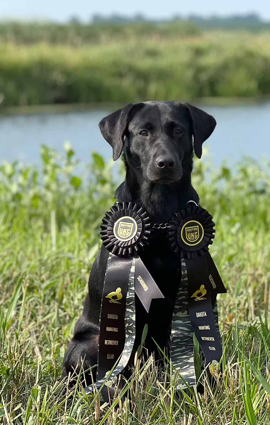 award winning black lab sitting in field