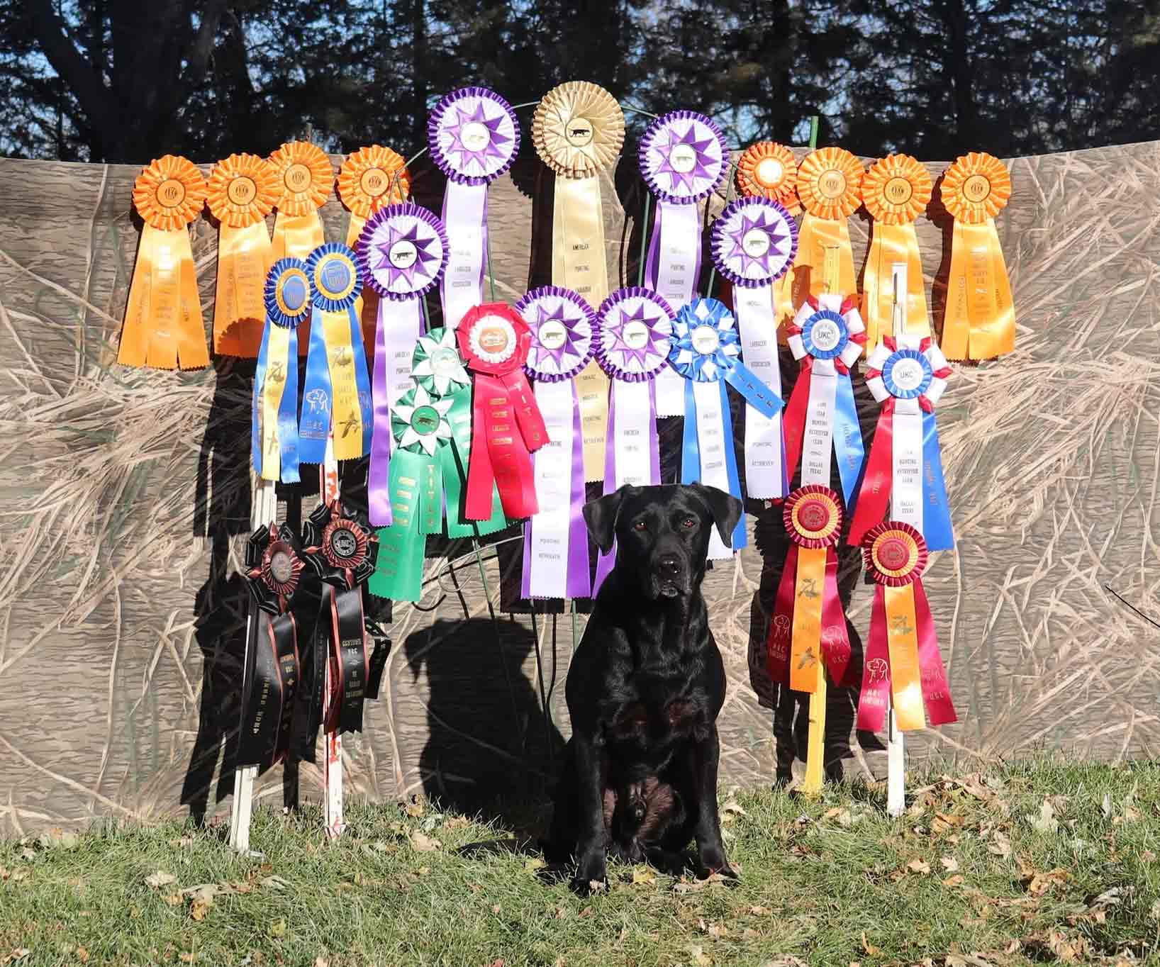 Black Labrador sitting on grass in front of a backdrop displaying numerous colorful award ribbons.