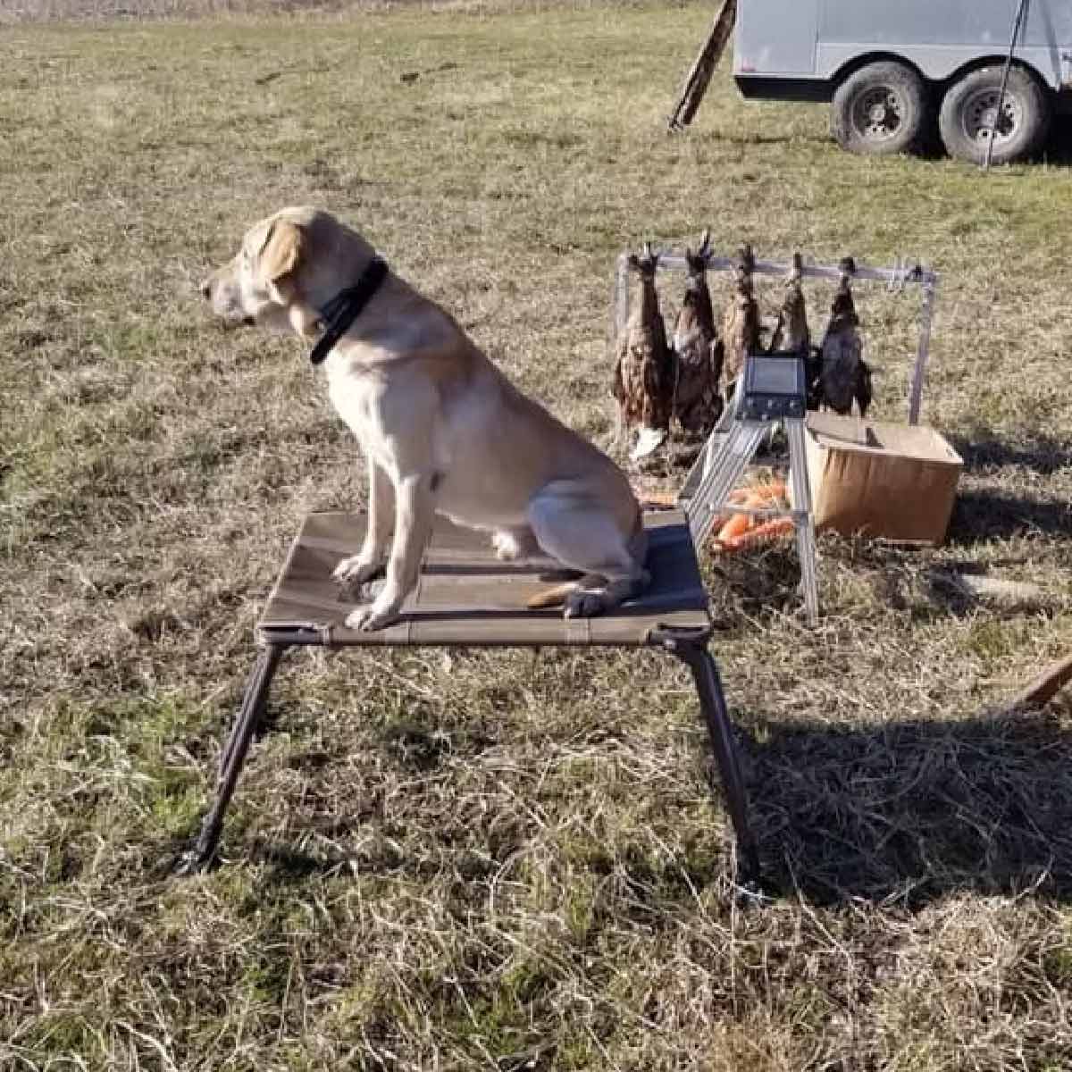 Labrador dog sitting on platform
