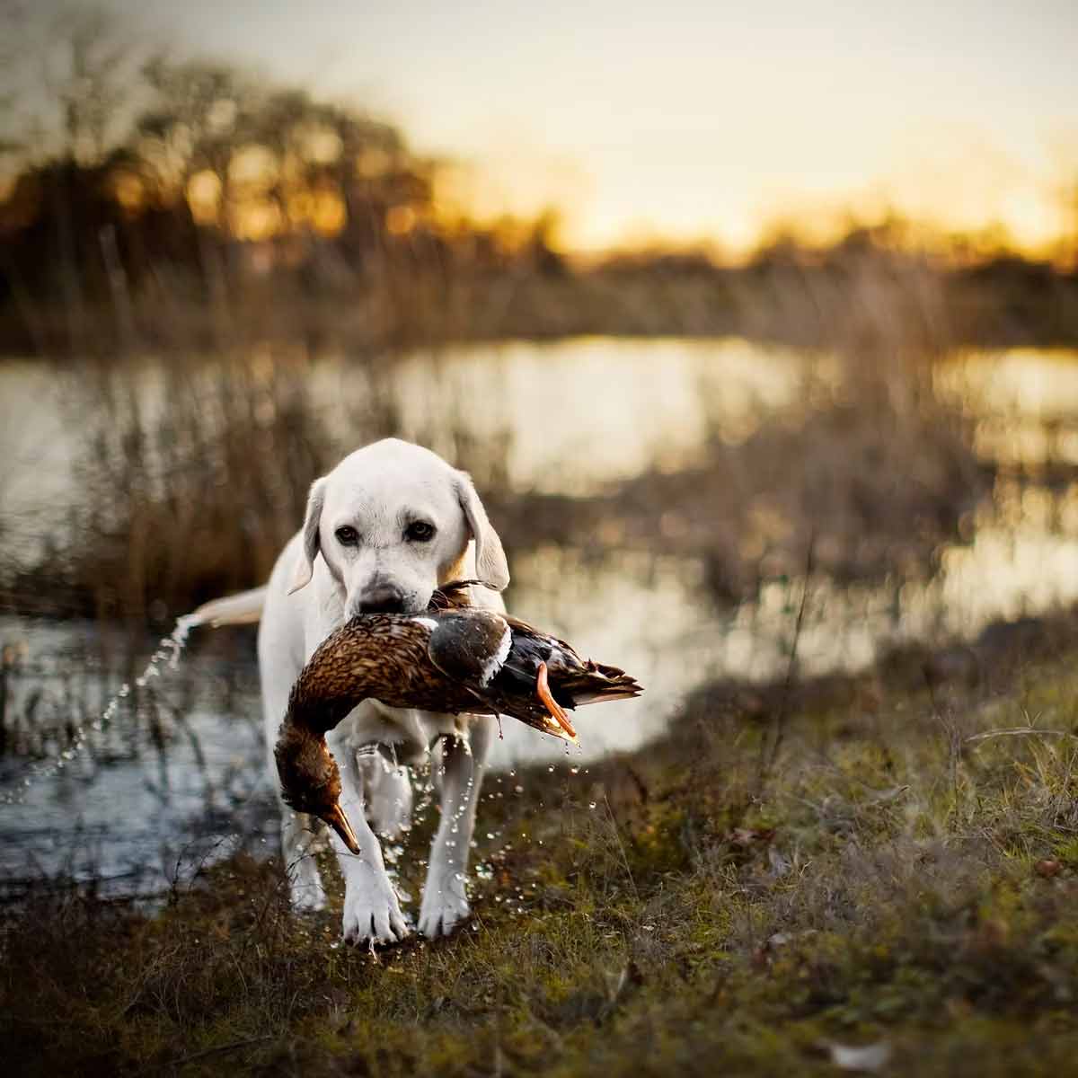 dog retrieving duck