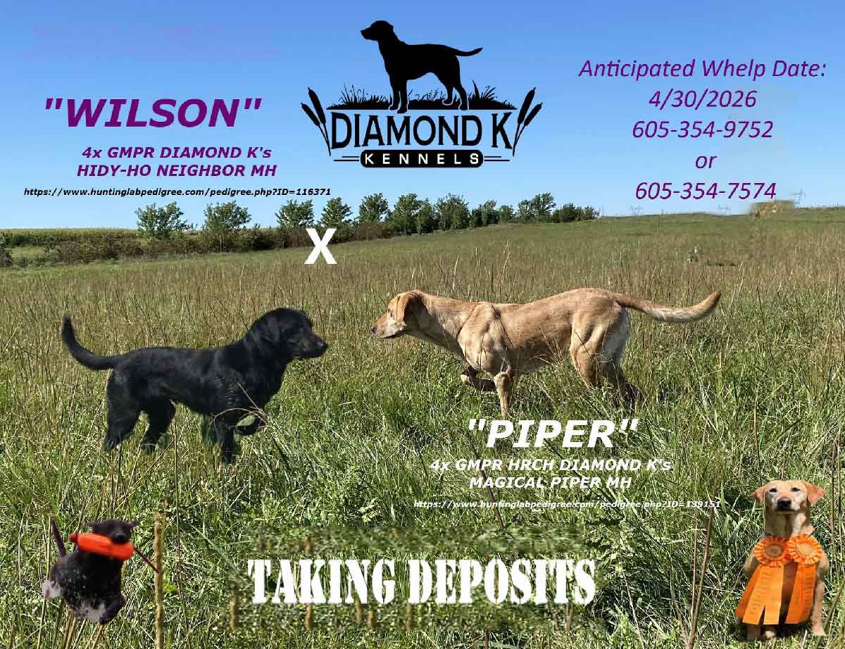 puppy poster 