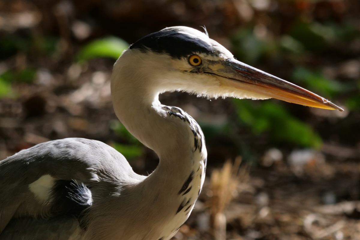 a close-up of a heron