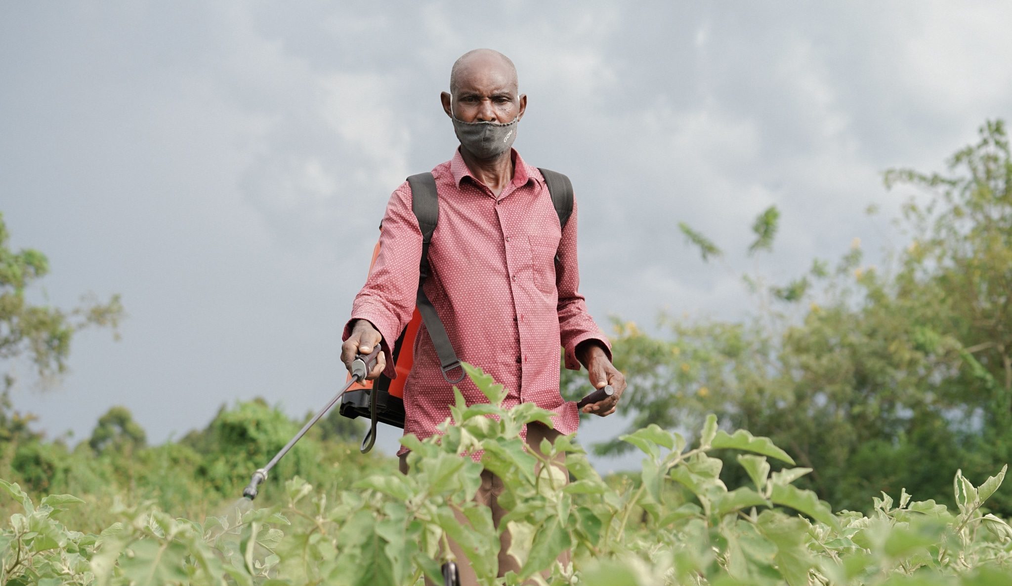 Organic Manure for a Sustainable Future