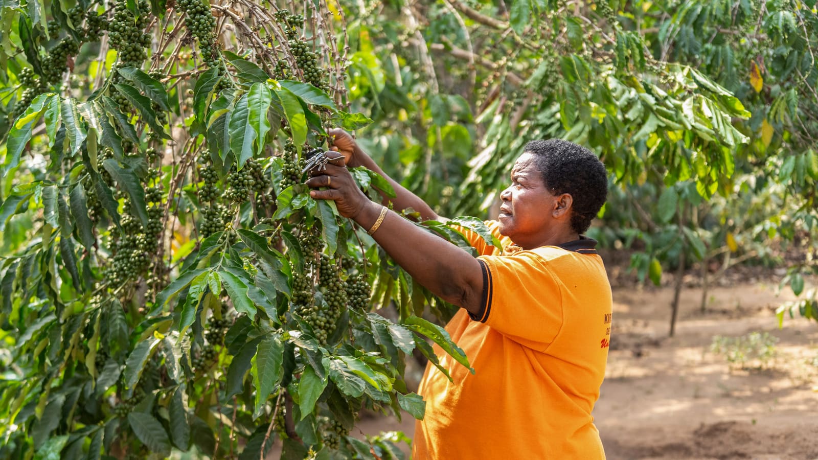 Planting Seeds of Prosperity