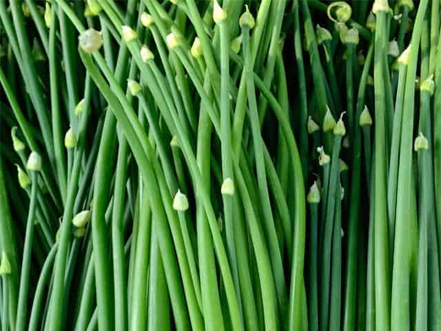 Topinamburknollen auf einem Holztisch