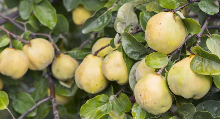 Quitten Baum mit frischen Früchten