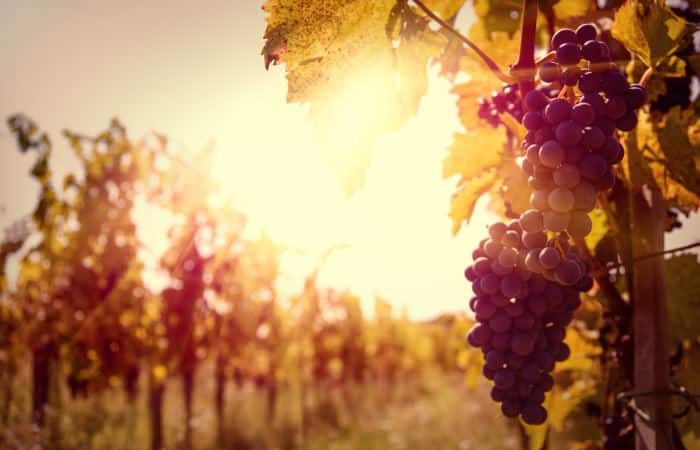 Weintrauben am Rebstock.