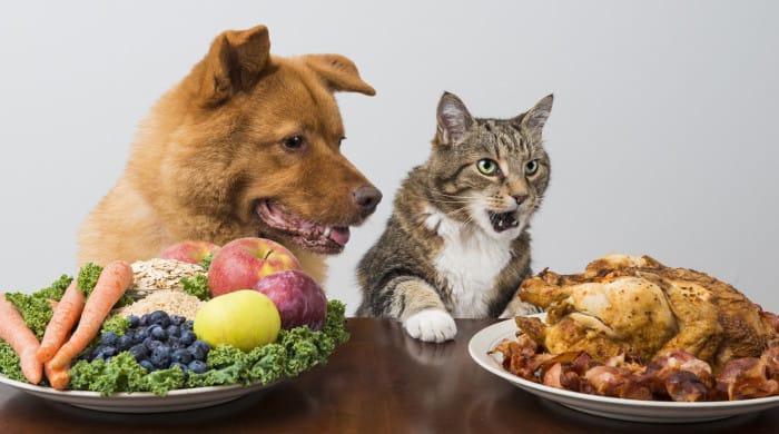 Hund und Katze vor Tellern mit Gemüse und Fleisch