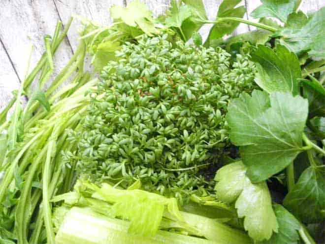 Frische Kresse