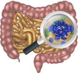 Grafik zeigt Aufbau des Organs Darm und Darmflora