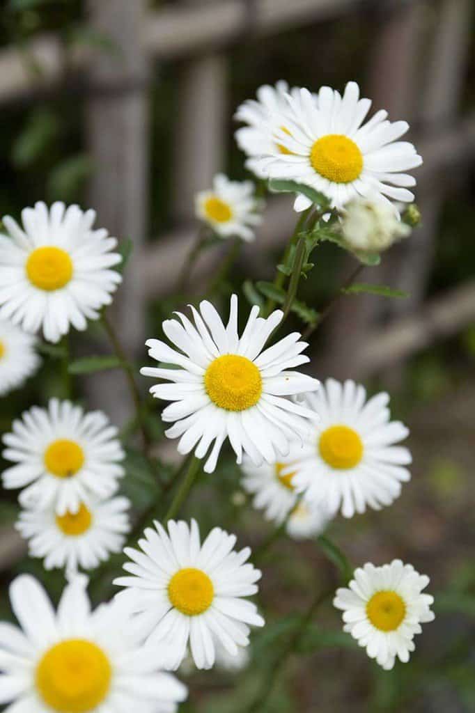 Die Köpfe von Gänseblümchen mit weißen Blütenblättern