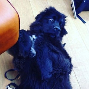 Snoopy transformation