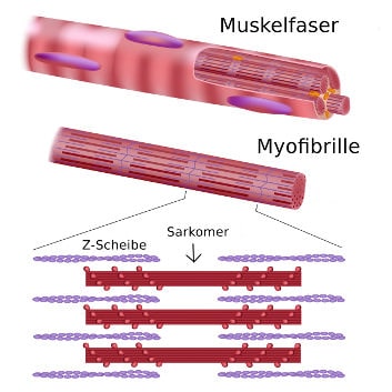 Aufbau der Muskulatur