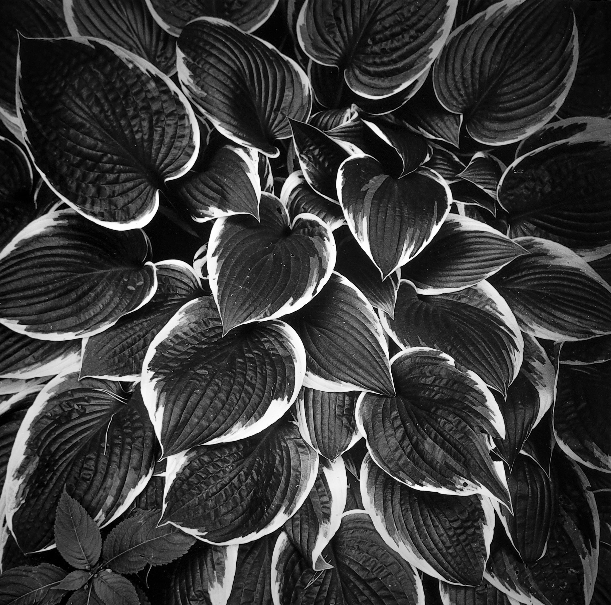 Medium format 16