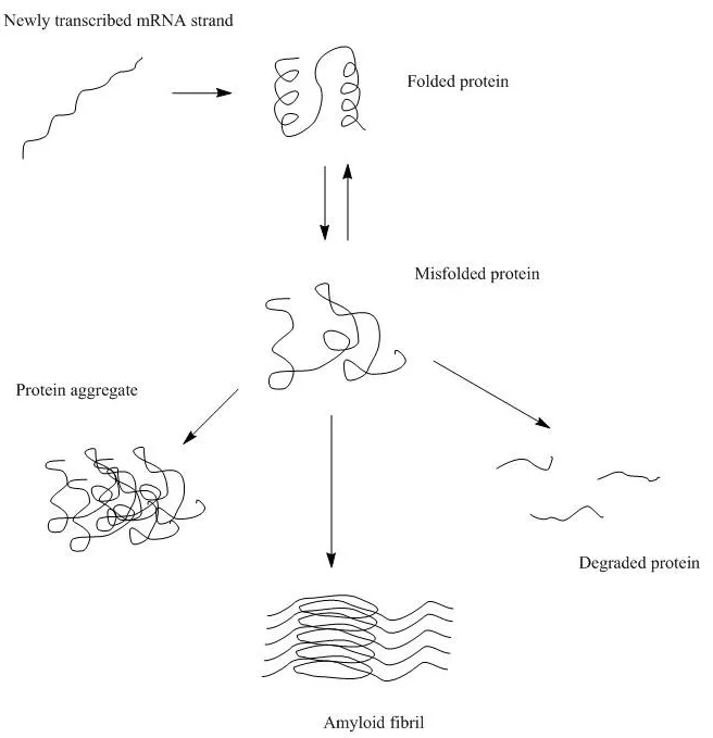 protein aggregation caused by misfolded proteins
