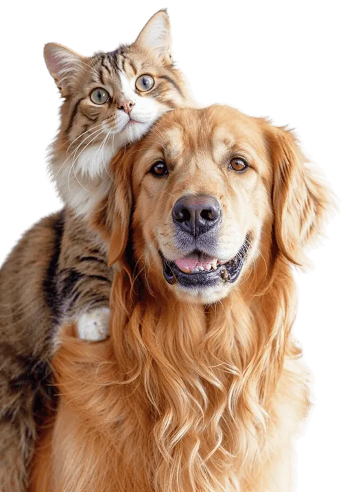 Cat And Dog Image - Pet X Webflow Template