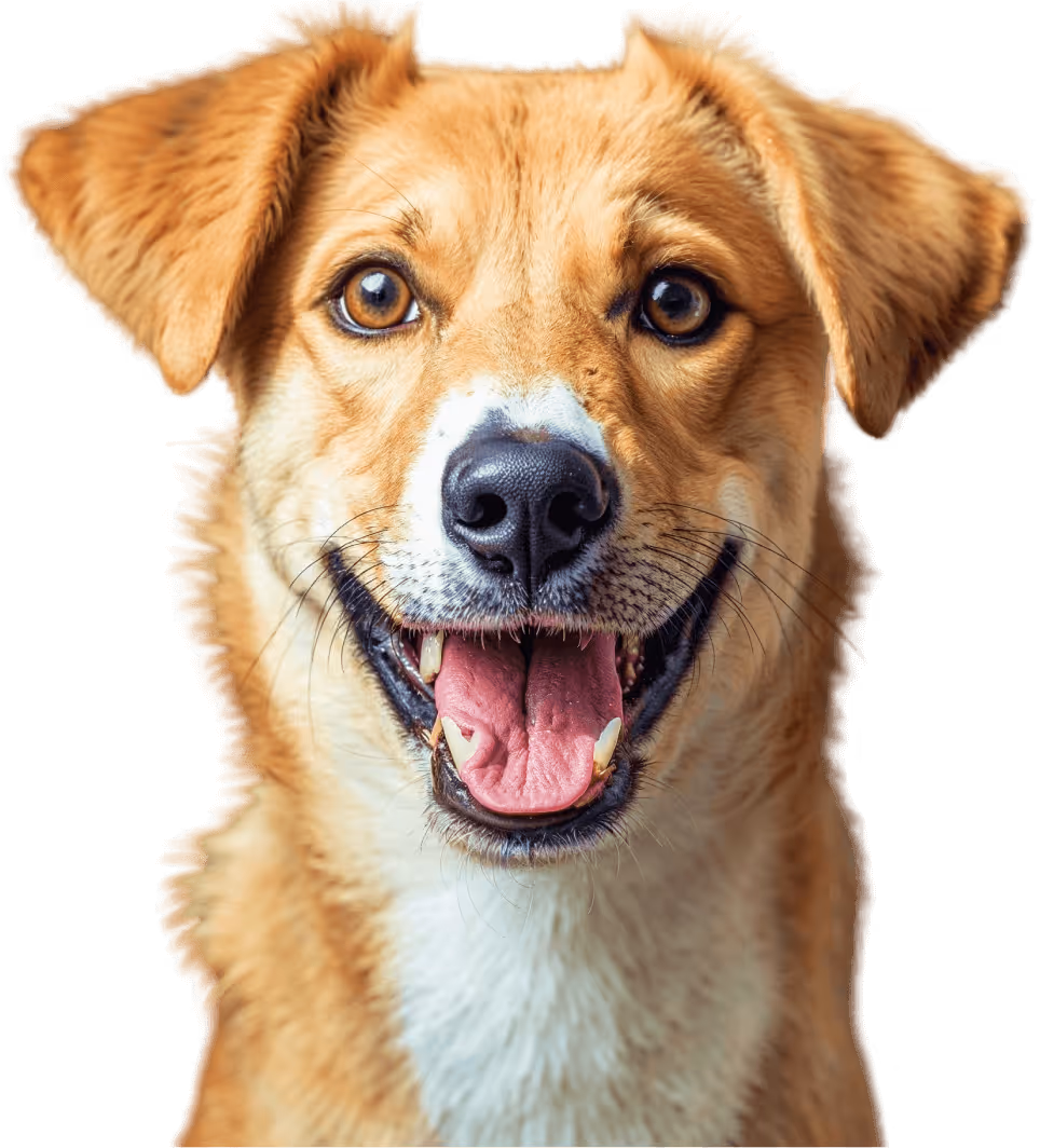 Schedule Your Appointment Today Image V1 - Pet X Webflow Template
