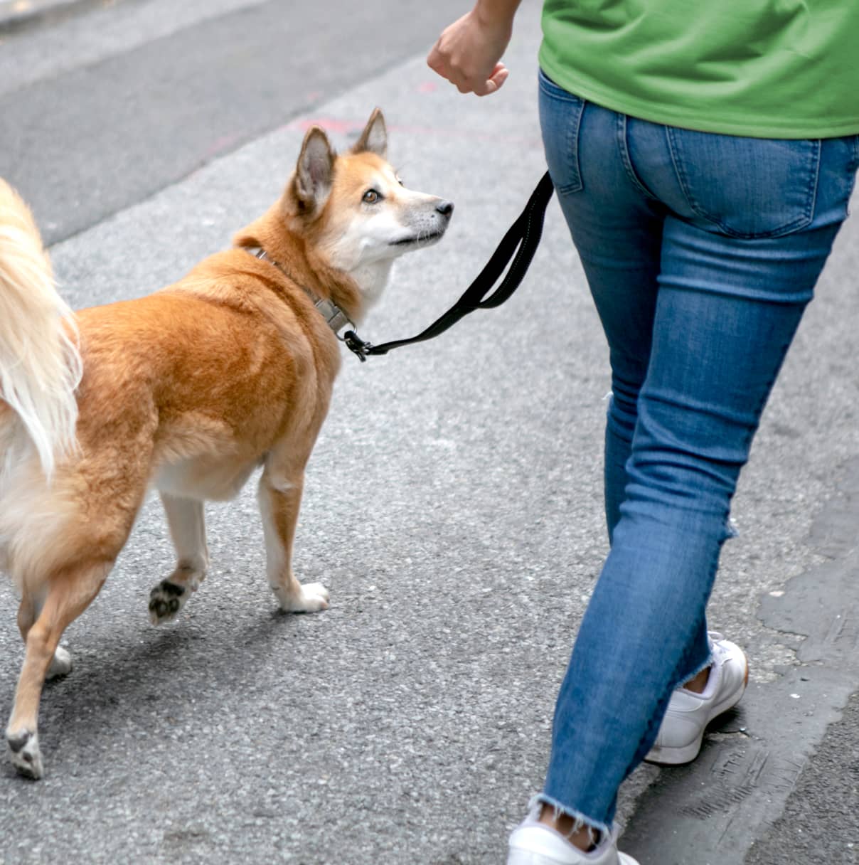 Dog Breeds That Don’t Smell