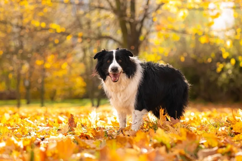 TOP 10 energetic dog breeds