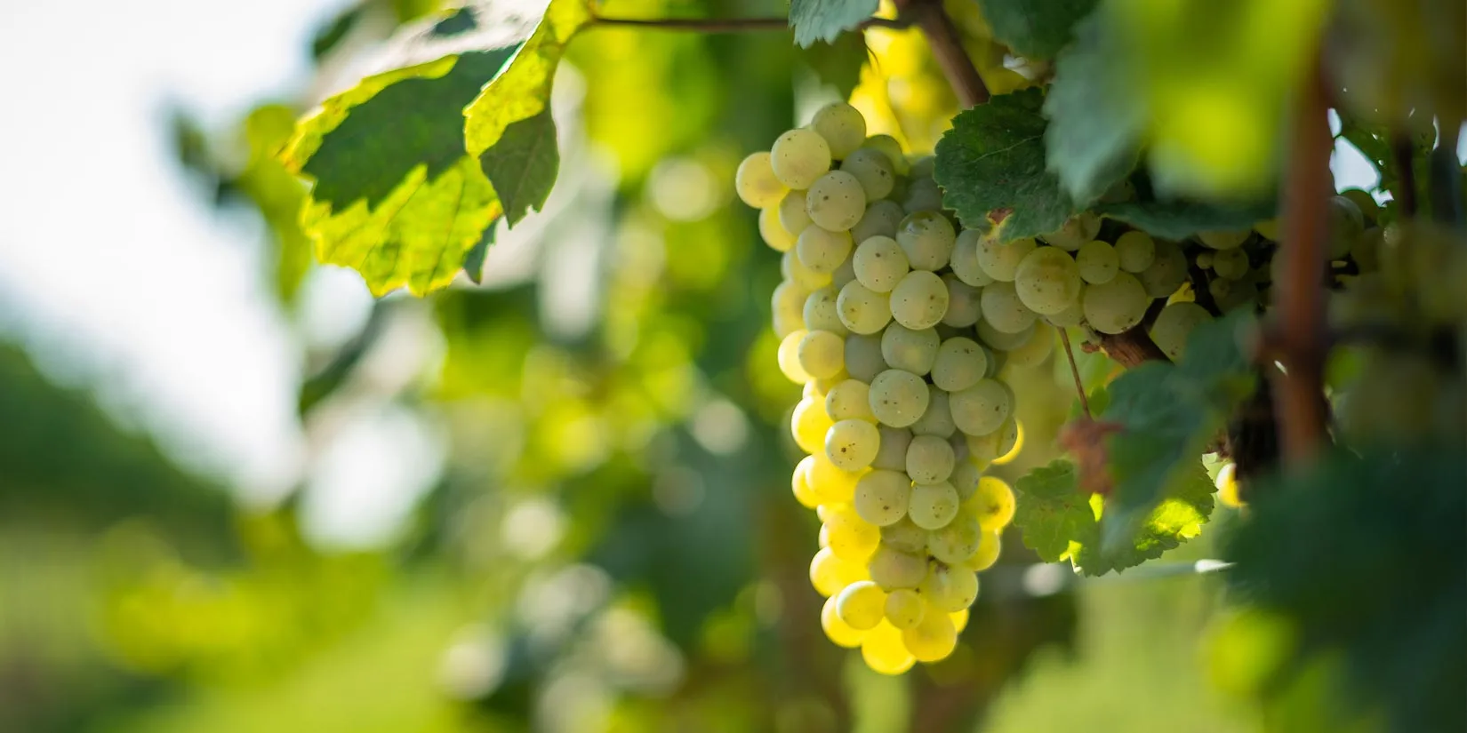 PASCAL JOLIVET WINERY