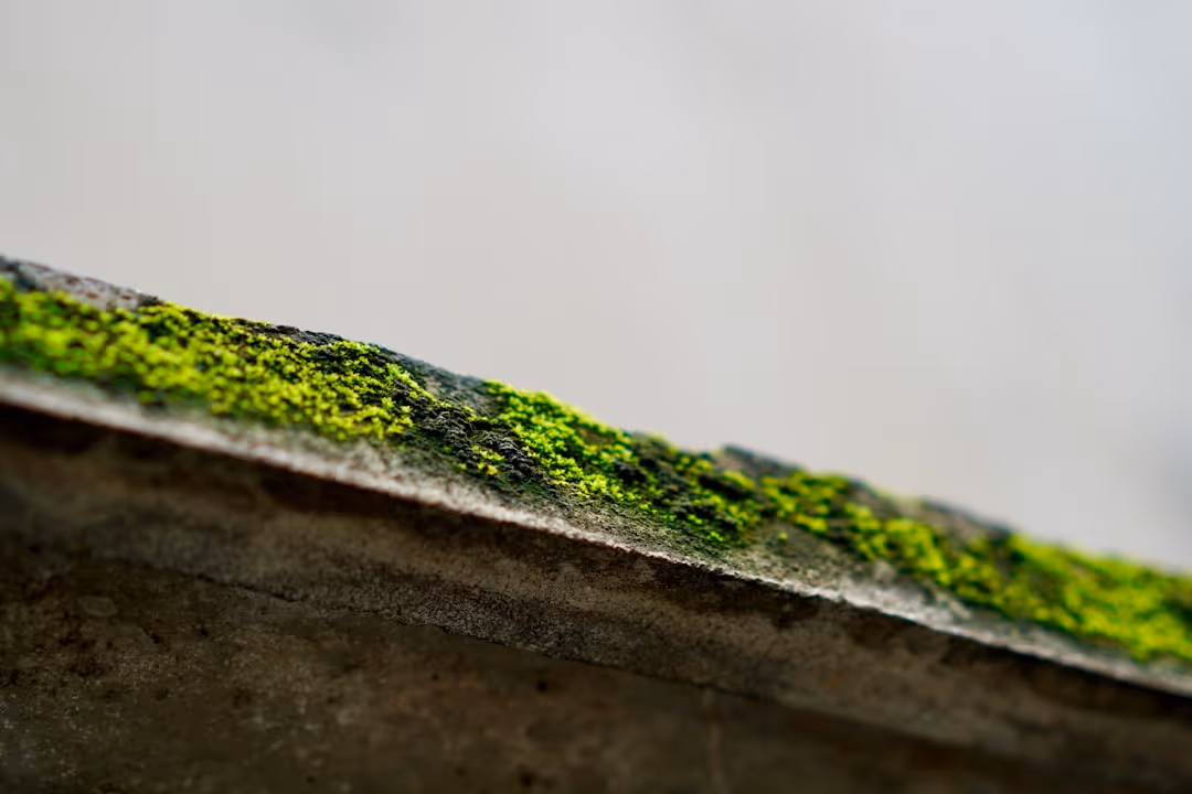 moss growing on an old, damaged roof - commercial roofing in brookings, or