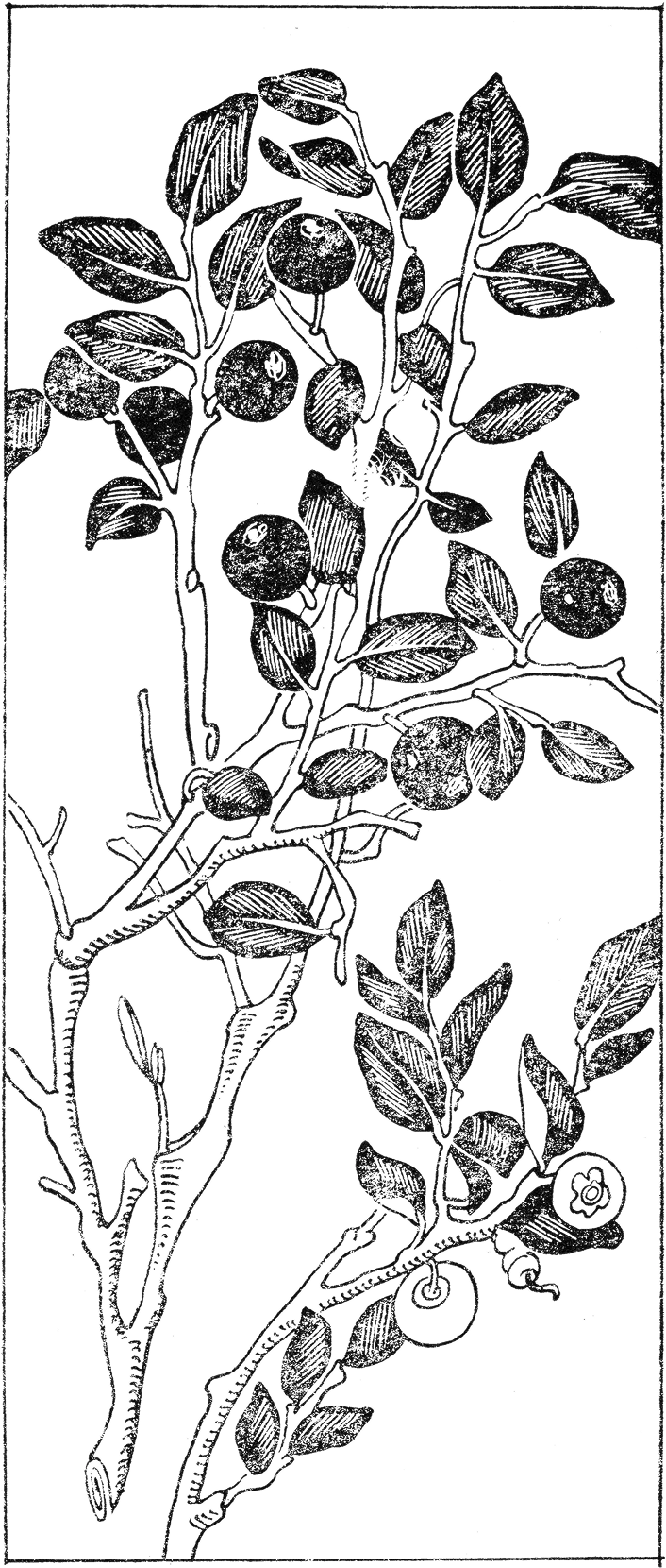 Botanical illustration of a branch with leaves and round fruits, one fruit is cut open showing seeds inside.