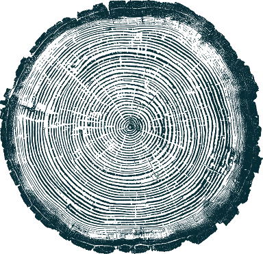 Cross-section of a tree trunk showing detailed growth rings and cracks.