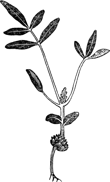 Black and white illustration of a leafy plant with a small root and a rounded flower bud at the base.
