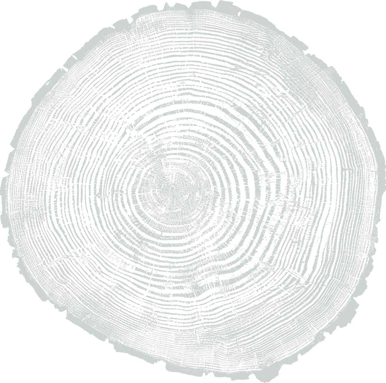 Cross-section of a tree trunk showing detailed growth rings and cracks.