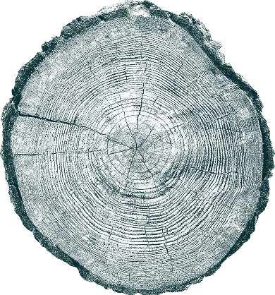 Cross-section of a tree trunk showing detailed growth rings and natural wood texture.