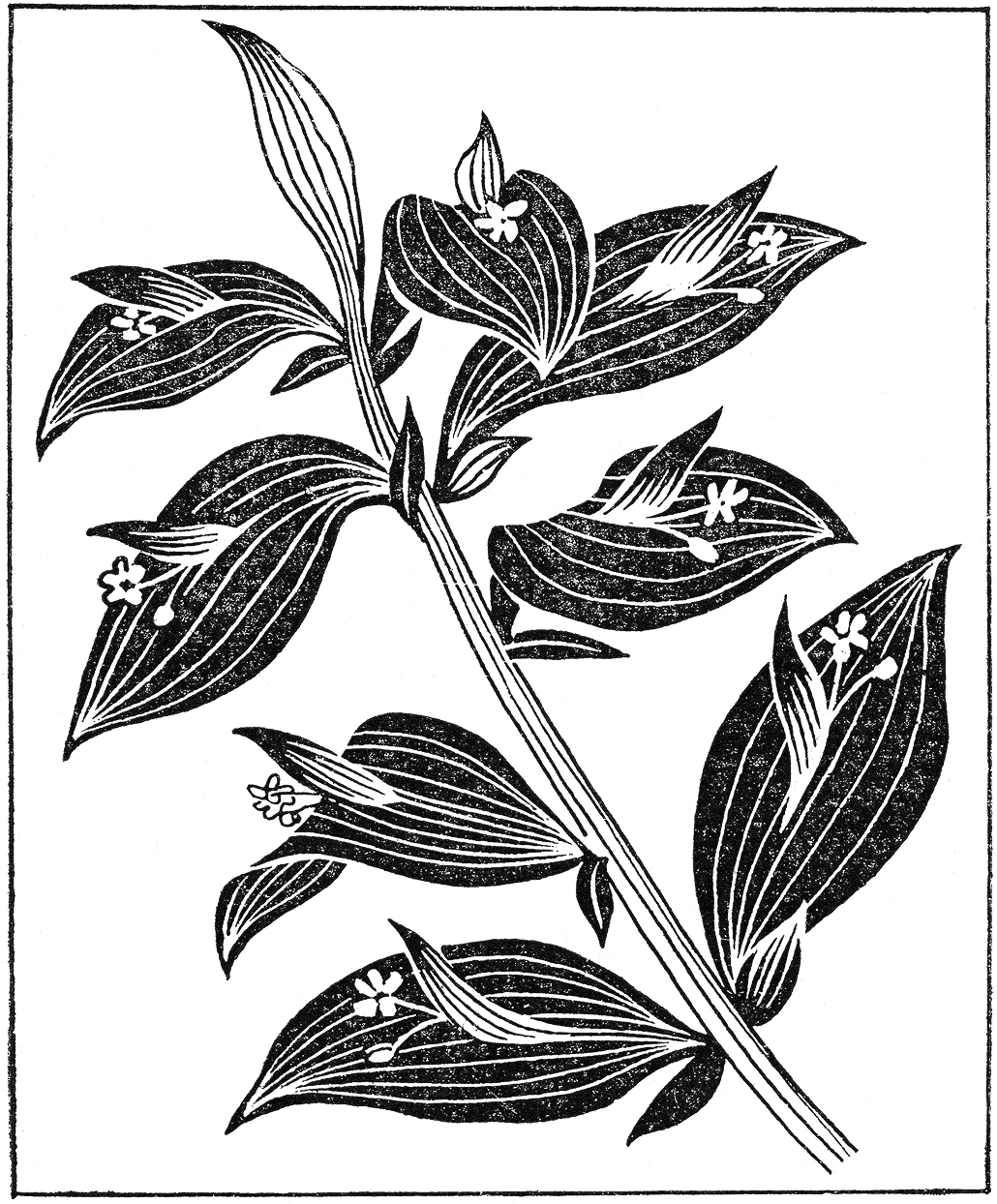 Black and white botanical illustration of a plant branch with elongated leaves and small flowers.