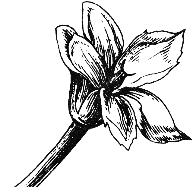 Black and white sketch of a flower with multiple petals and a long stem.