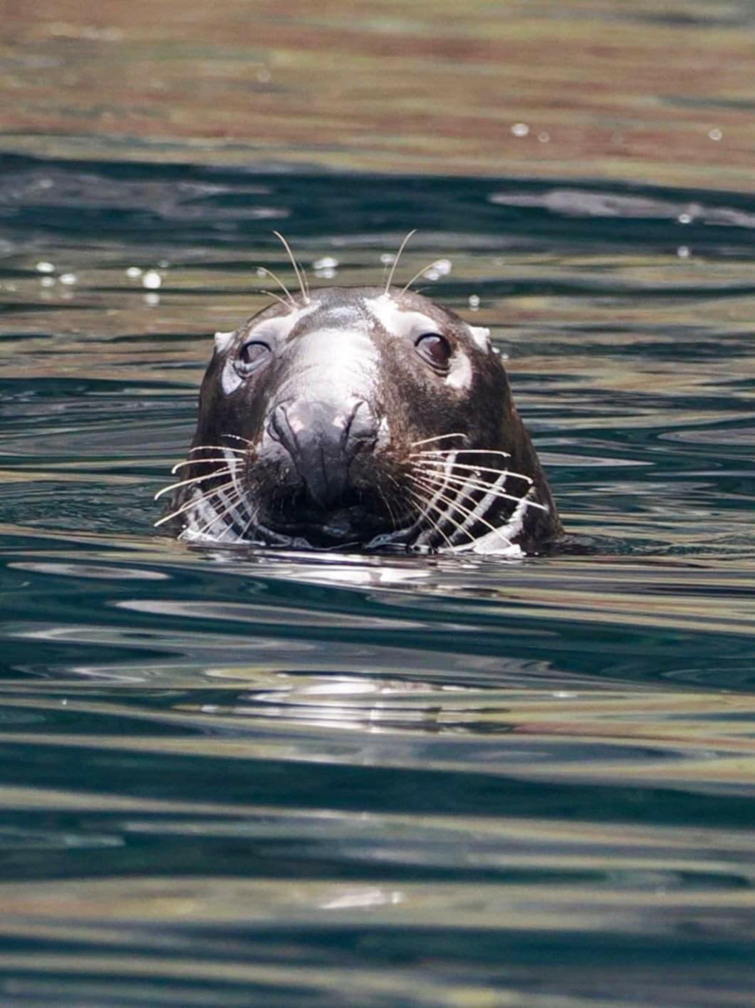 Close-up of a seal's head above calm water with visible whiskers and shiny wet skin.