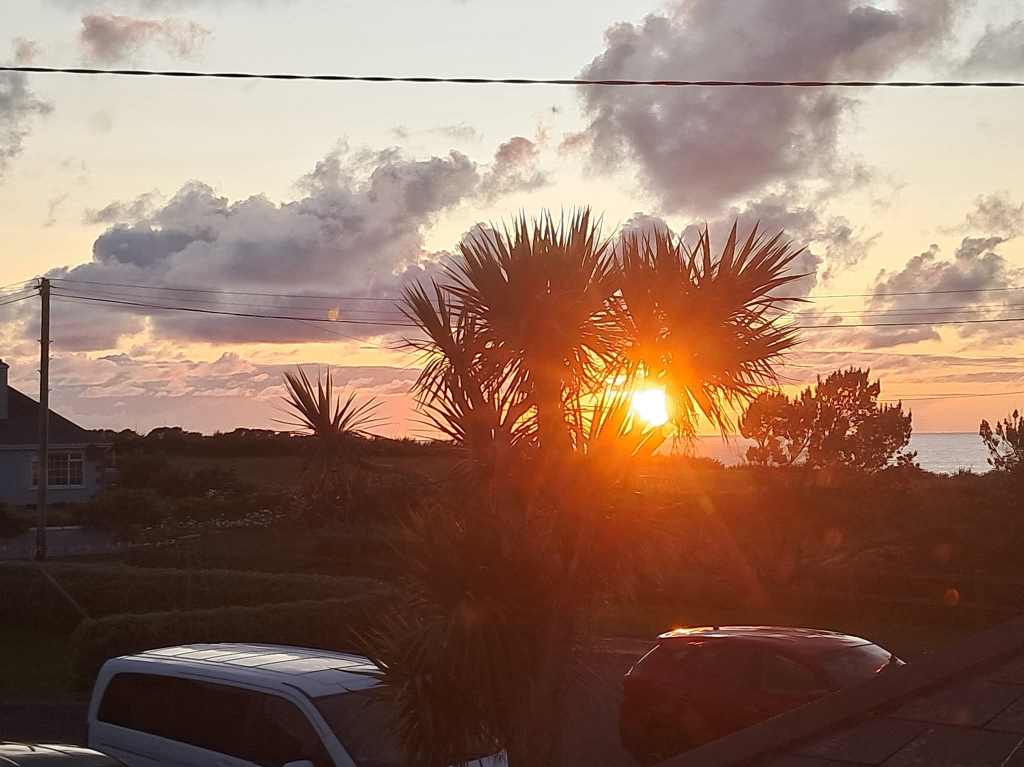 Sunset shining through a palm tree silhouette with cars and houses in the foreground.