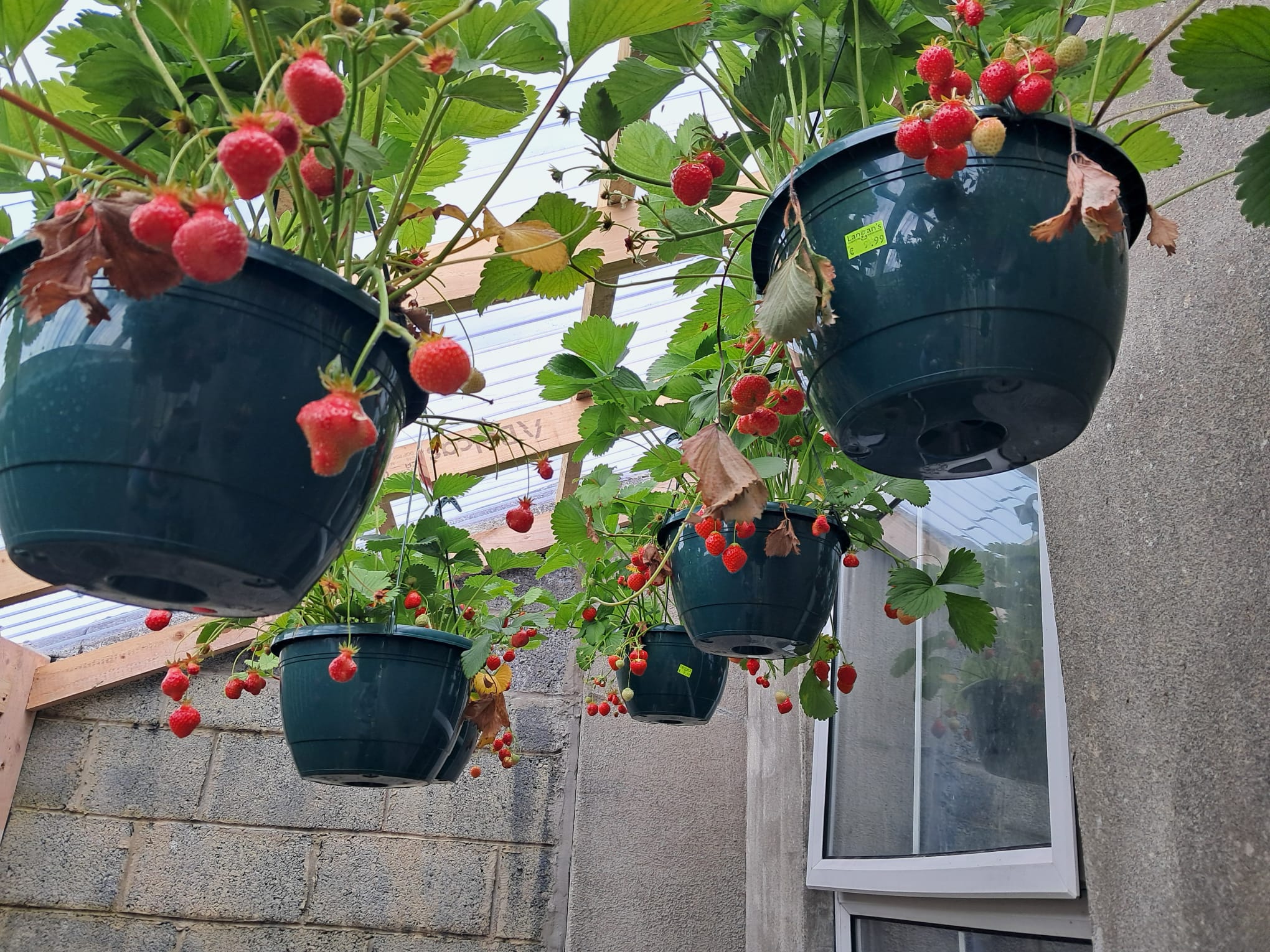 Multiple hanging pots filled with strawberry plants bearing ripe and unripe strawberries in a greenhouse.