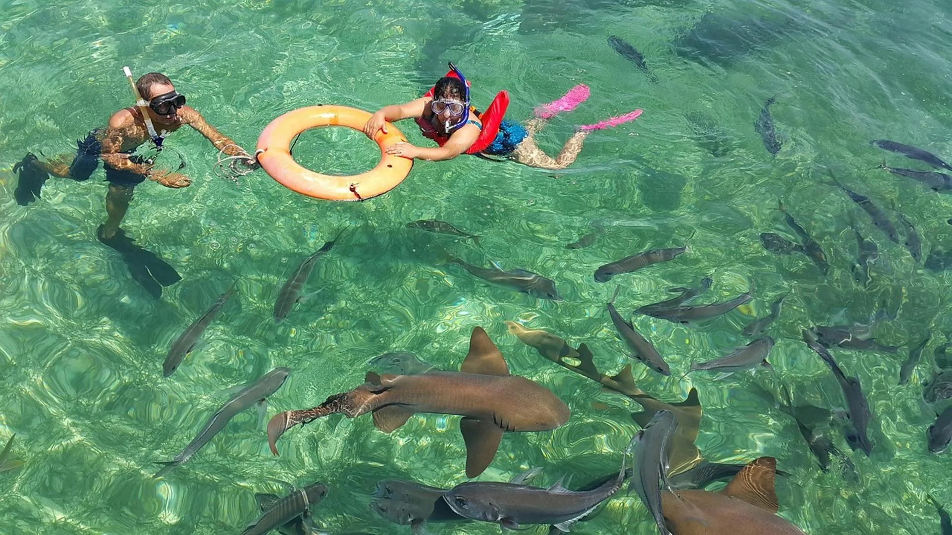 Two people snorkeling in clear water surrounded by fish and small sharks