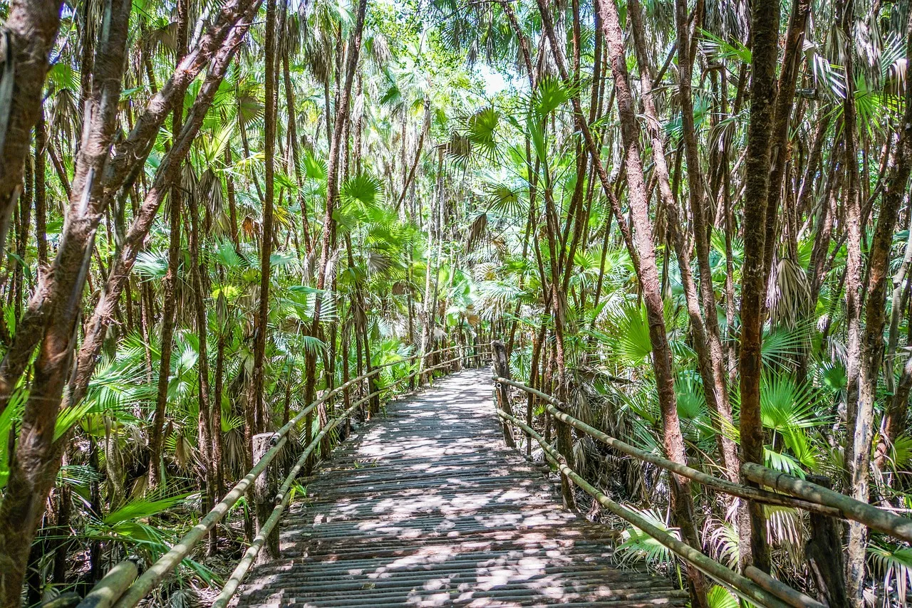 Jungle boardwalk trail through lush tropical forest.