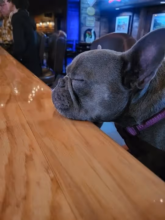 A dog resting its front paws on the bar, looking around in a casual, relaxed manner.