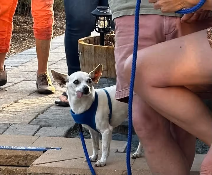 A small dog stands on a leash surrounded by several people in a park setting.