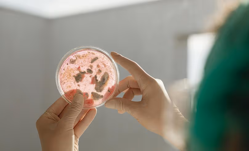 Gloved hands holding a petri dish with red and brown bacterial cultures against a blurred background.